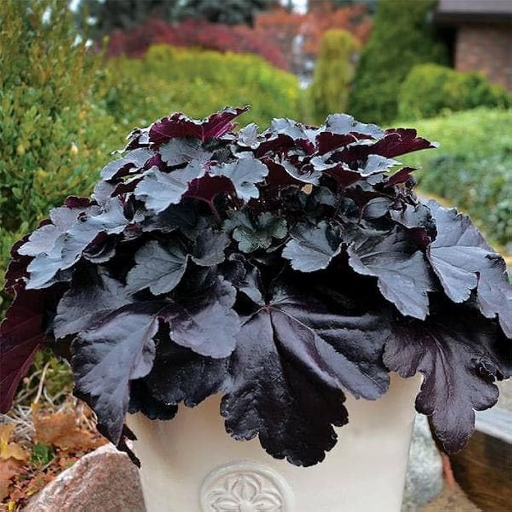 Guide to wachsend weiß coral bells from samen