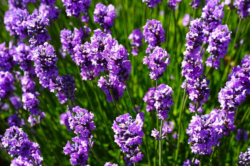 How to grow weiß lavender from samen easily