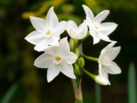 Weiß narcissus blumen wachsend in garten beds
