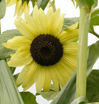 How to grow gelb lemon sunflower samen
