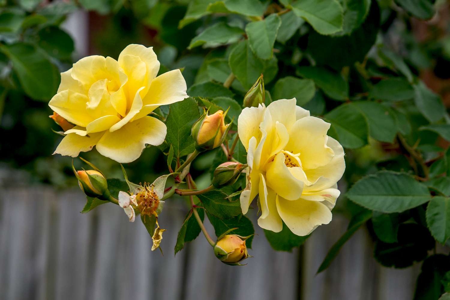 How to grow gelb and weiß roses from samen
