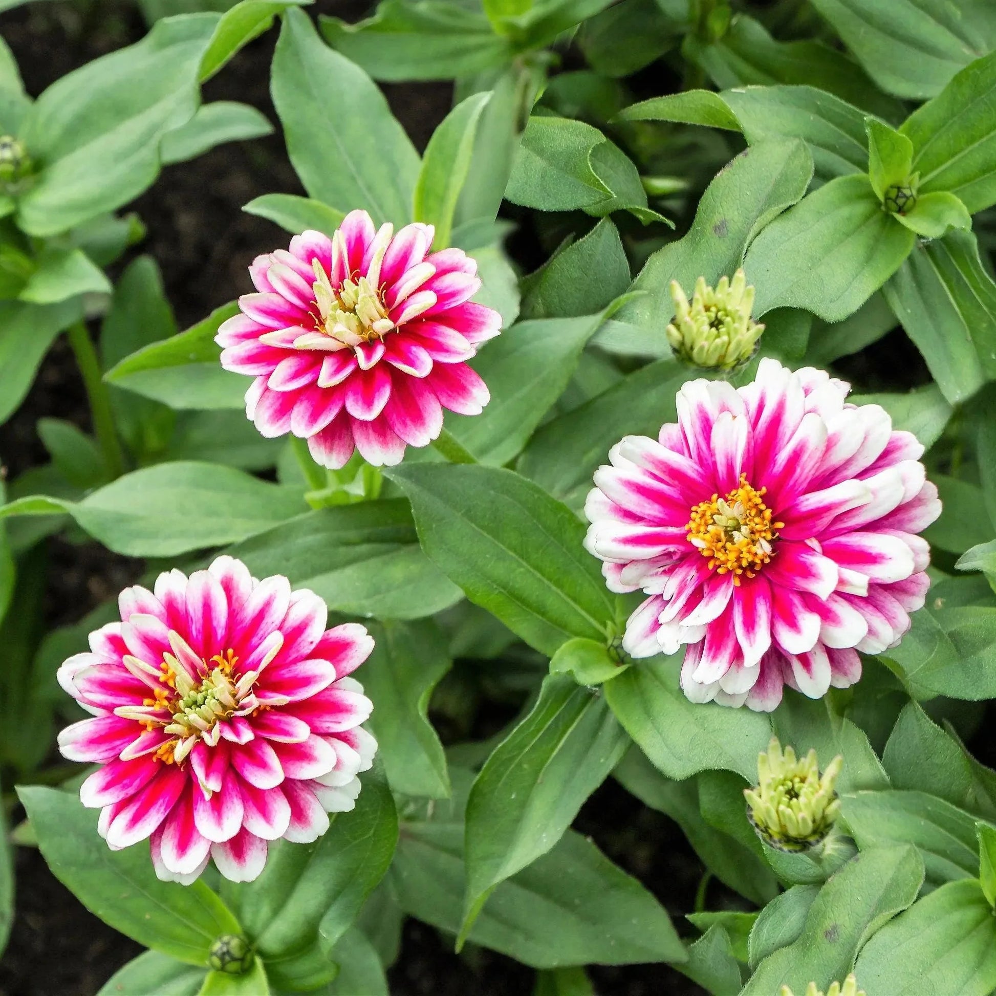 How to grow zinnia blumen from samen in home gardens