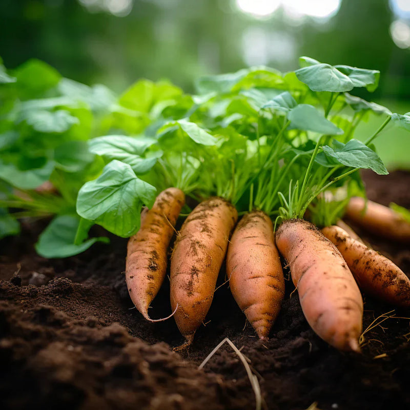 Gelbe süße potato gemüse samen für aussaat - grow your own nutrient-rich harvest