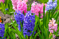 Hyacinth Blumensamen zur Aussaat sonnenliebend Traditionssorte & ohne Gentechnik Samen Hausgarten