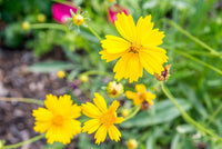 Tickseed Blumensamen zur Aussaat hochwertige Qualitäts- Traditionssorte & ohne Gentechnik Samen Hausgarten