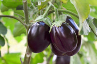 SAFLAX Eggplant Samen für einfache Aussaat  Grow Your Own Gemüses