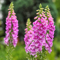 Rosa kletternd Foxglove Blumensamen zur Aussaat – Anzucht – Traditionssorte & ohne Gentechnik Samen Hausgarten
