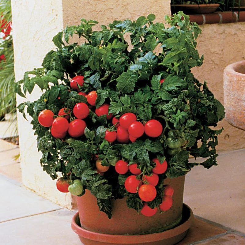 Huge tomatoes wachsend on healthy pflanzen