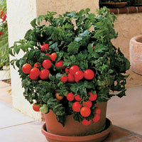 Huge tomatoes wachsend on healthy pflanzen