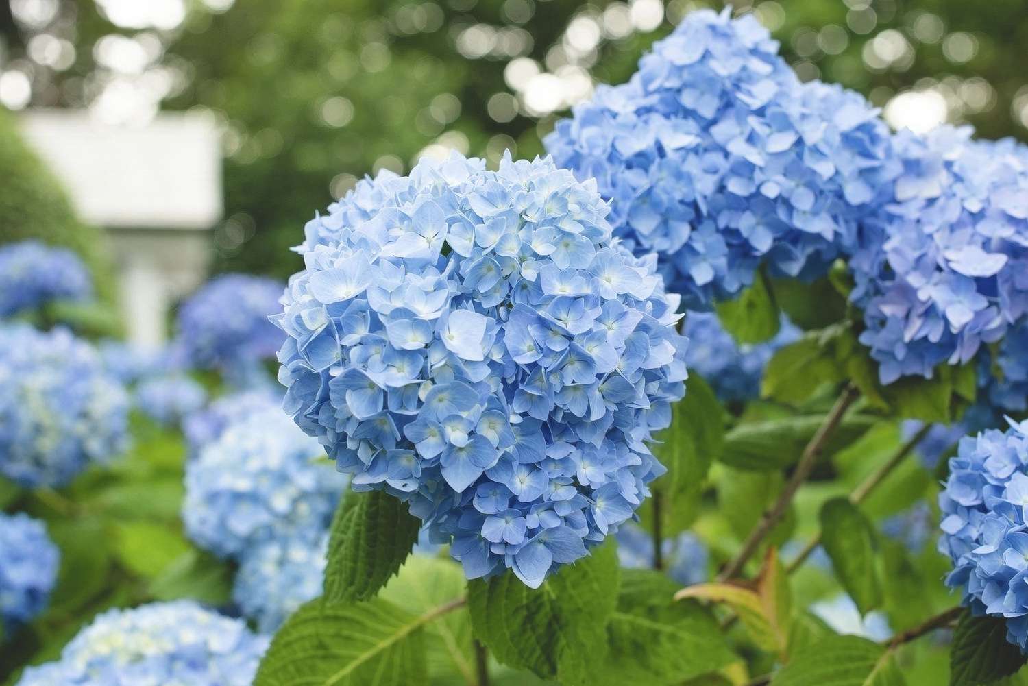 Blau Geranie Samen zur Aussaat – mehrjährige Blüten