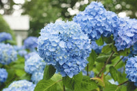 Blau Geranie Samen zur Aussaat – mehrjährige Blüten