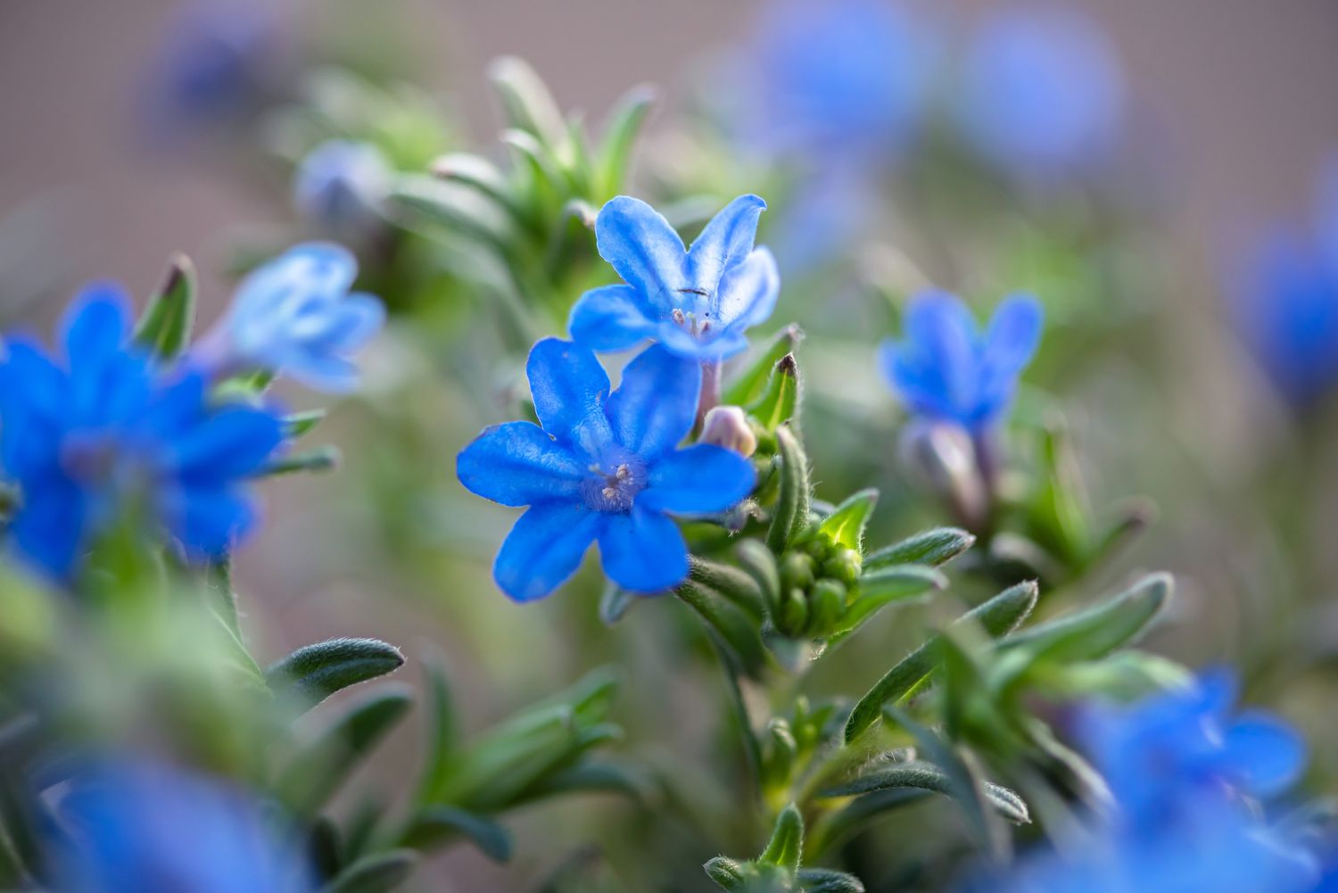 Traditionssorte Lithodora Blumensamen zur Aussaat kompakt Wuchs Traditionssorte & ohne Gentechnik Samen Hausgarten