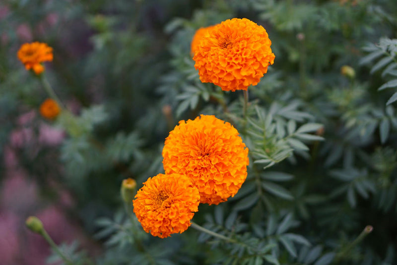 Aztec (aztec marigold) samen for anpflanzung in home garten