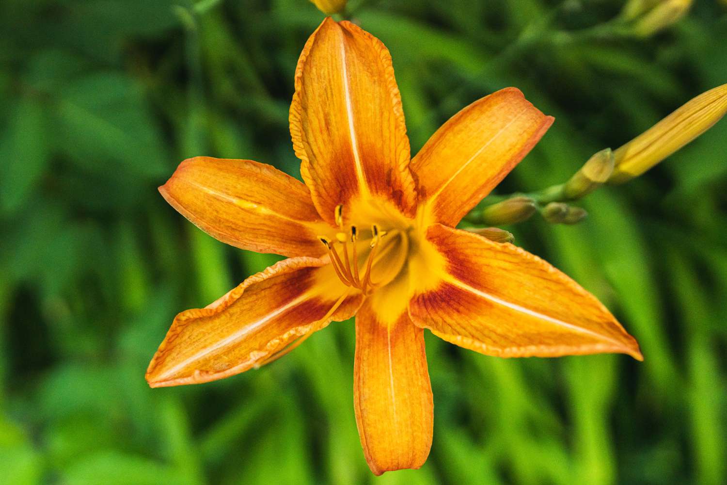 Hemerocallis Orange Samen einfache Aussaat Blüten