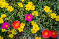 Portulacaria Blumensamen zur Aussaat – farbenfroh Schau – Traditionssorte & ohne Gentechnik Samen Hausgarten