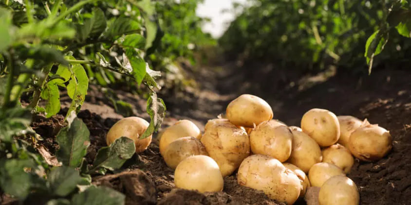 Segunda papas gemüse samen für aussaat - samen delicious and nutritious potato