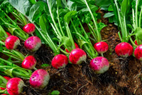 Organic Radish Samen for Garden Planting