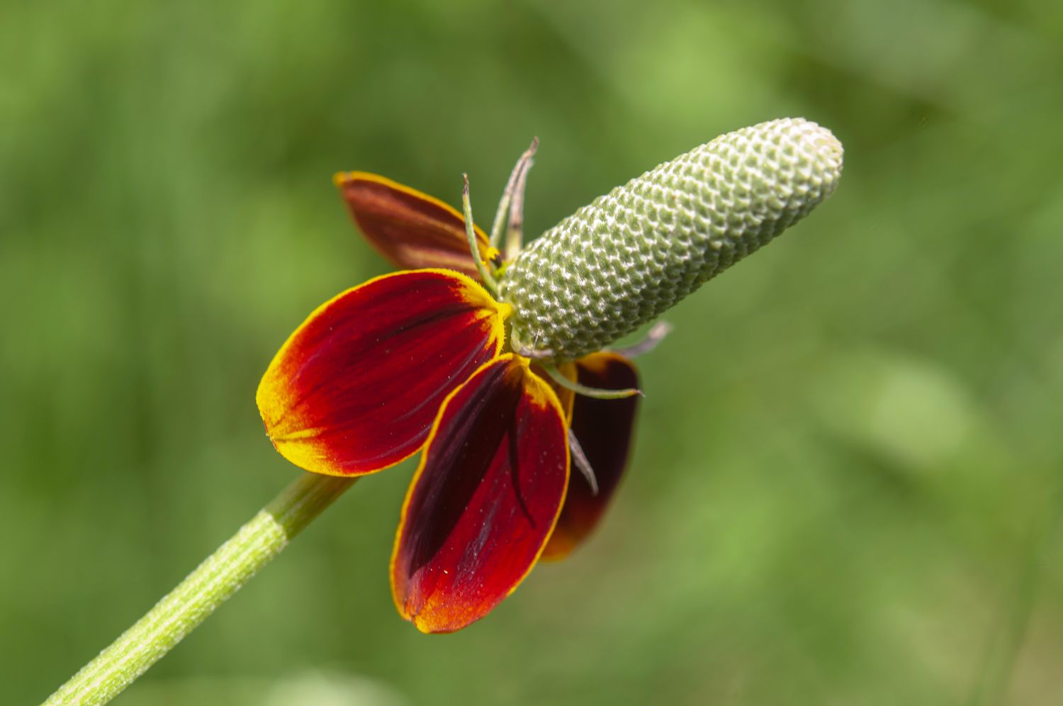 Ratibida Blumensamen zur Aussaat lang Blüte Saison Traditionssorte & ohne Gentechnik Samen Hausgarten
