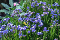 Sea Lavendel Blumensamen zur Aussaat – Bestäuber freundlich – Traditionssorte & ohne Gentechnik Samen Hausgarten