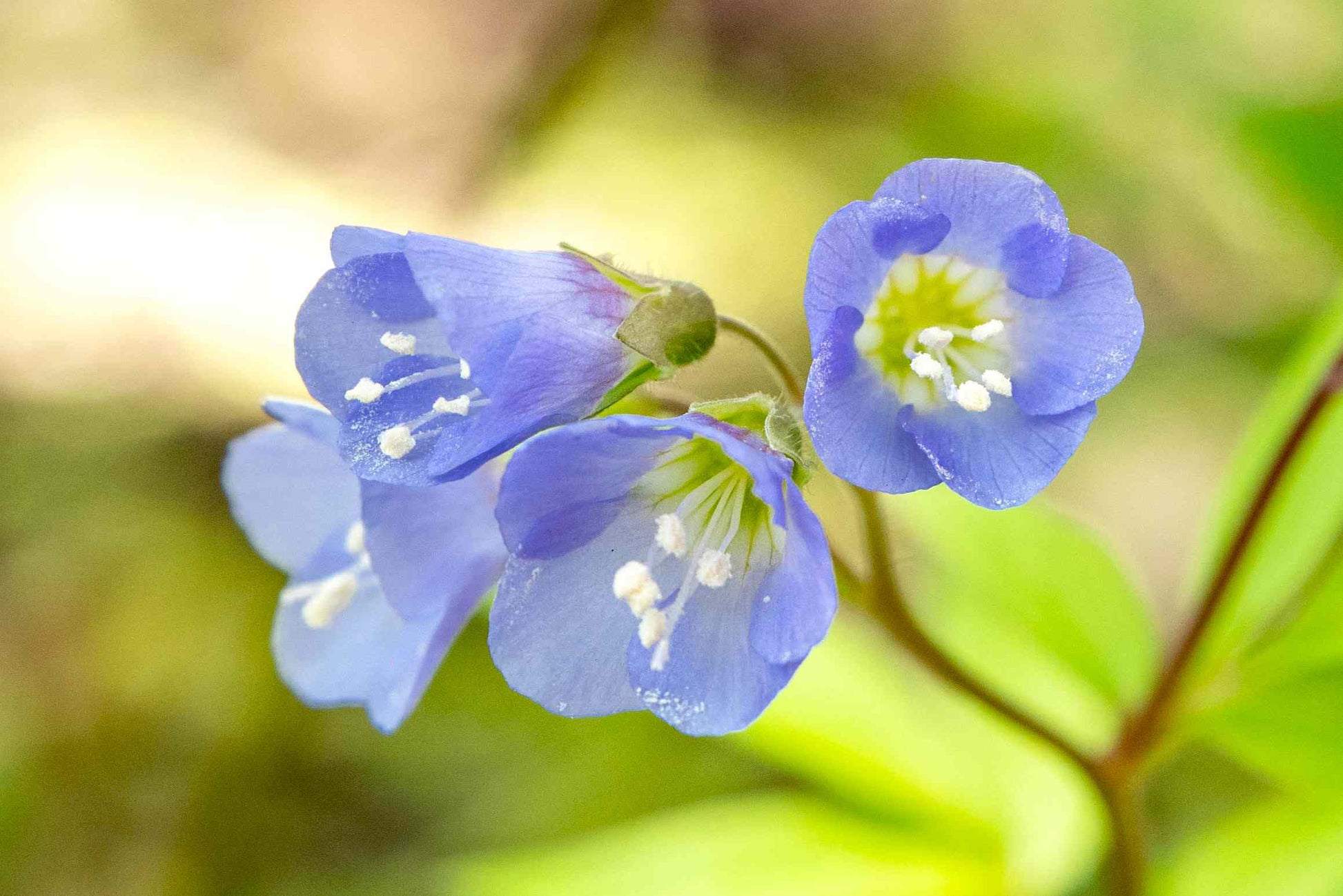 Jacob's Ladder Blumensamen zur Aussaat ideal Rabatten Traditionssorte & ohne Gentechnik Samen Hausgarten