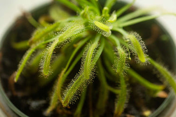 hell Grün Sundew zur Aussaat ideal Rabatten Traditionssorte & ohne Gentechnik Samen Hausgarten