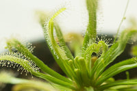 hell Grün Sundew Blumensamen zur Aussaat Traditionssorte Sorte Traditionssorte & ohne Gentechnik Samen Hausgarten