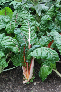 Green Swiss Chard Samen for Gemüse Planting