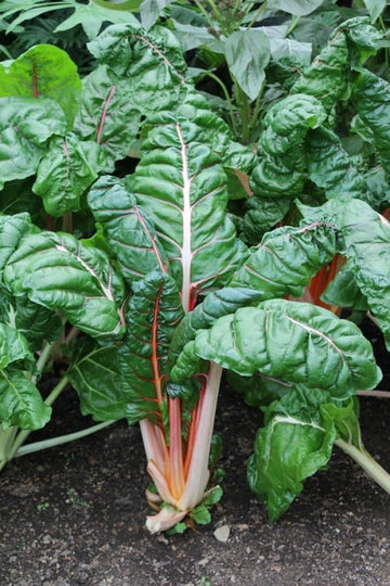 Green Swiss Chard Samen for Gemüse Planting