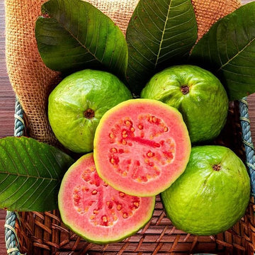 Psidium guajava seedlings sprouting