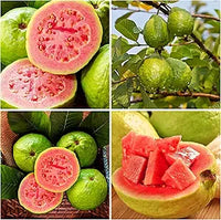 Guava seeds für planting Psidium guajava