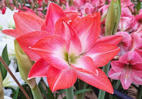 Weiß Orange Ritterstern Samen zur Aussaat – leuchtend Blumensamen für Ihren Garten