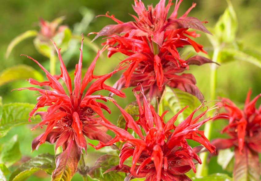 Rot Bergamot Monarda Blumensamen zur Aussaat saisonal Dauerblüher Traditionssorte & ohne Gentechnik Samen Hausgarten