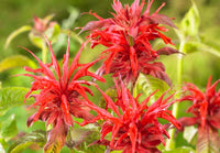 Rot Bergamot Monarda Blumensamen zur Aussaat saisonal Dauerblüher Traditionssorte & ohne Gentechnik Samen Hausgarten