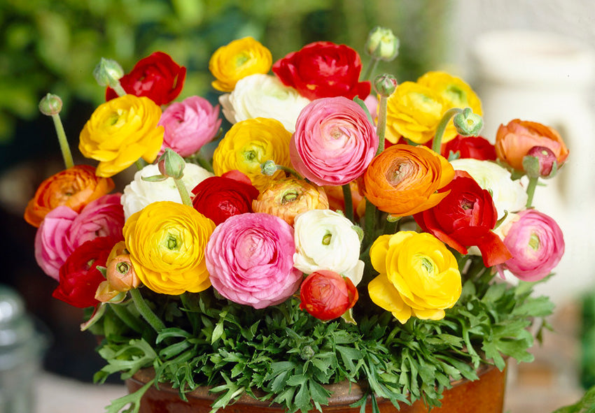 Ranunculus Blumensamen zur Aussaat hochwertige Qualitäts- Traditionssorte & ohne Gentechnik Samen Hausgarten