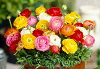 Ranunculus Blumensamen zur Aussaat hochwertige Qualitäts- Traditionssorte & ohne Gentechnik Samen Hausgarten