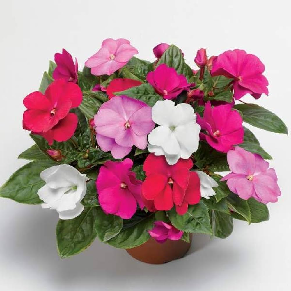 Guinea mix blume samen for anpflanzung