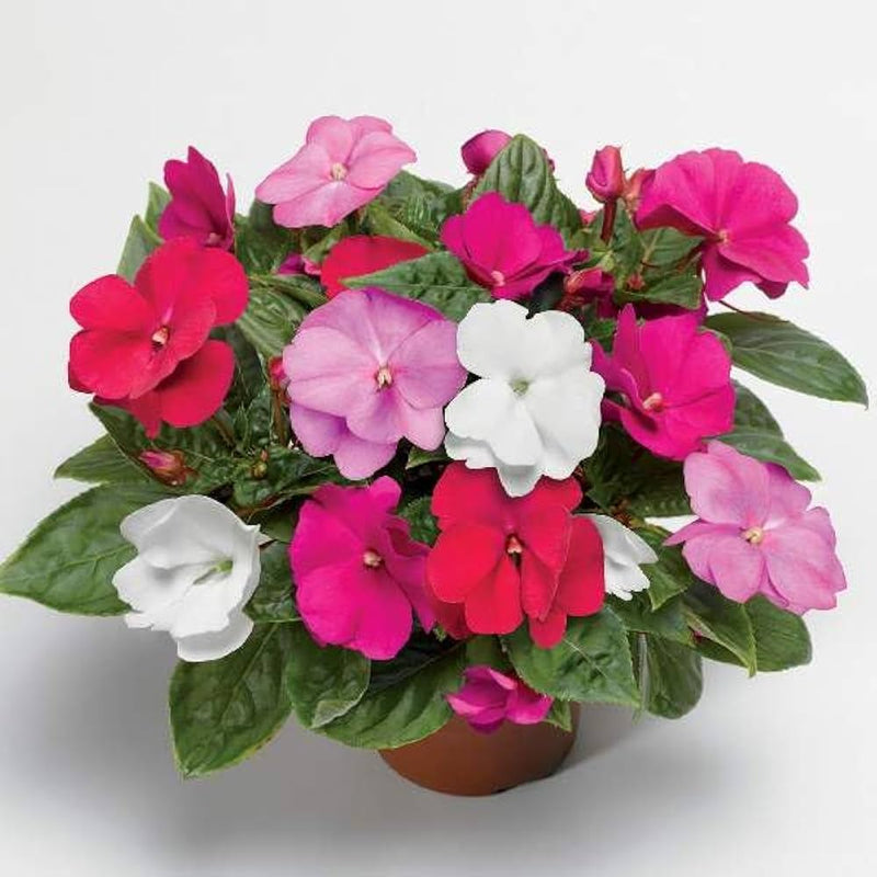 Guinea mix blume samen for anpflanzung