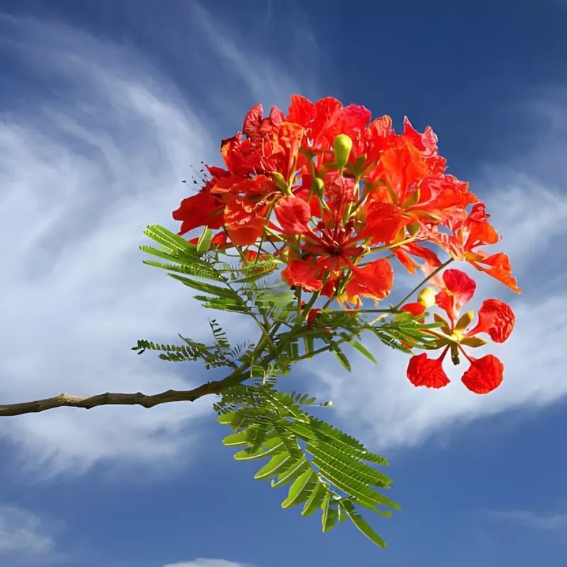 Traditionssorte Gulmohar Baumsamen zur Aussaat ideal Rabatten Traditionssorte & ohne Gentechnik Samen Hausgarten