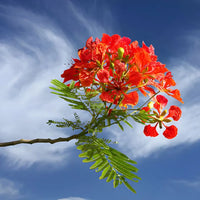Traditionssorte Gulmohar Baumsamen zur Aussaat ideal Rabatten Traditionssorte & ohne Gentechnik Samen Hausgarten