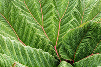 Red Blume spikes of Gunnera insignis towering above foliage