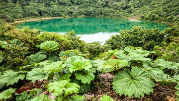 Packet of Gunnera insignis giant rhubarb Pflanze Samen