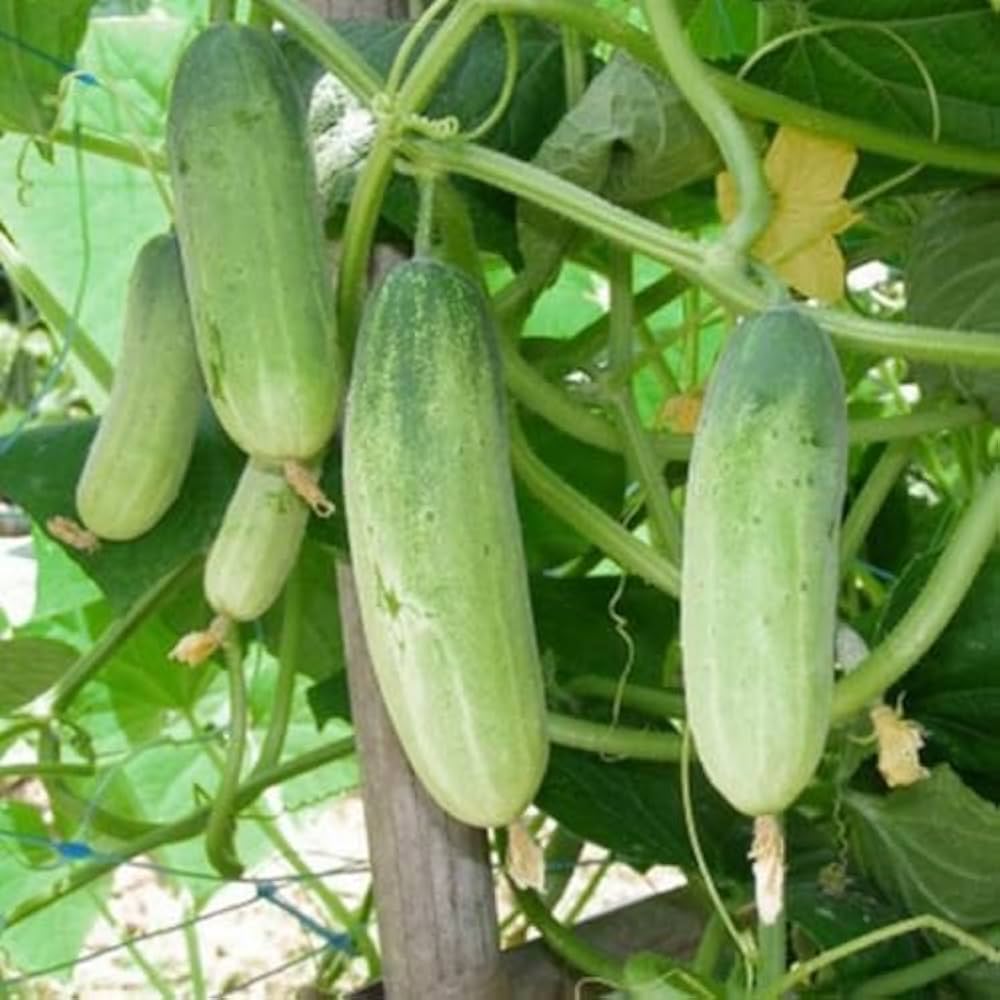 Gurkenpflanzen cucumber pflanzen wachsend in garten