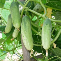 Gurkenpflanzen cucumber pflanzen wachsend in garten