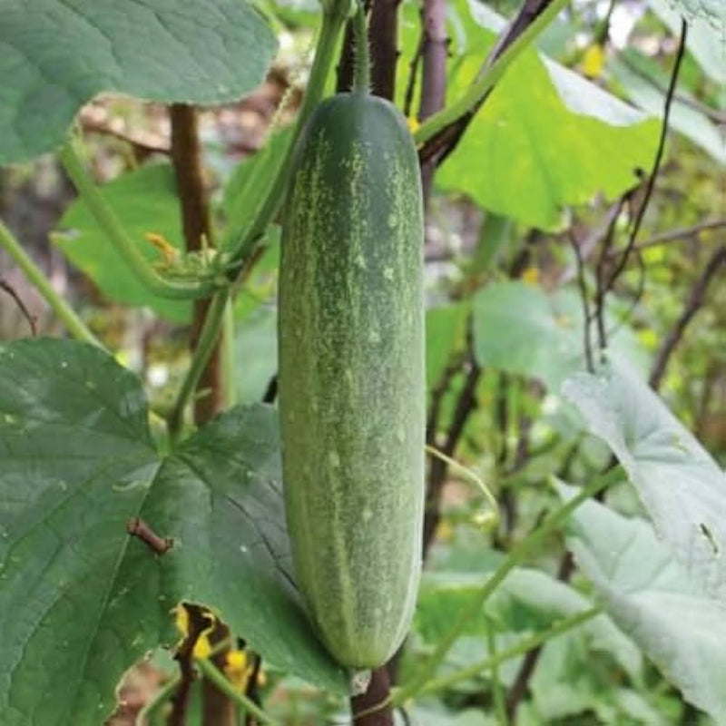 Gurkenpflanzen cucumber samen für aussaat