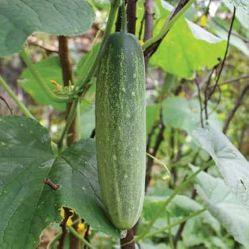 Gurkenpflanzen cucumber samen für aussaat