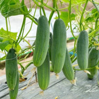 Cucumber pflanzen gezogen aus gurkenpflanzen samen