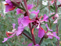 Lila elegant Clarkia Samen zur Aussaat leuchtend einjährige Blume Blüten