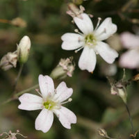 Weiß Gypsophila Repens Blumensamen zur Aussaat sonnenliebend Traditionssorte & ohne Gentechnik Samen Hausgarten
