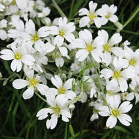 Weiß Gypsophila Samen zur Aussaat Samen Creating elegant Weiß Florals Garten