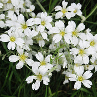Gypsophila Weiß Blumensamen zur Aussaat – ideal Bouquets